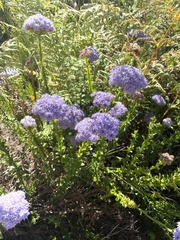 Pseudoselago serrata