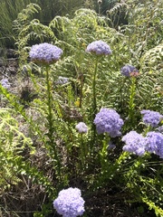 Pseudoselago serrata