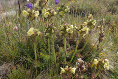 Pedicularis tuberosa