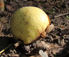 Pyrus communis caucasica