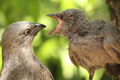 Apostlebird photo 4