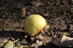 Pyrus communis caucasica