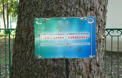 Pyrus communis caucasica