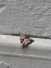 Hypena tetrasticta