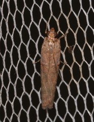 Hypargyria metalliferella