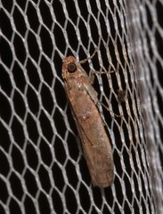 Hypargyria metalliferella