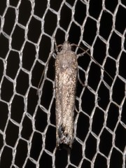 Xylorycta melaleucae