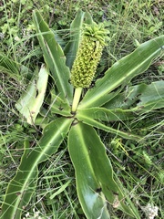 Eucomis autumnalis
