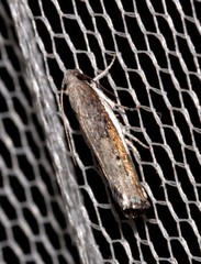 Xylorycta melaleucae