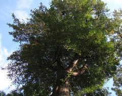 Pyrus communis caucasica