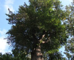 Pyrus communis caucasica