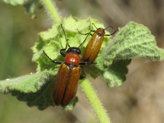 Zonitis immaculata