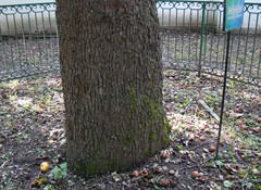 Pyrus communis caucasica