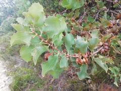 Hakea undulata