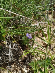 Polygala supina supina