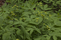 Caulophyllum robustum