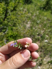 Polygala supina supina