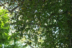 Pyrus communis caucasica