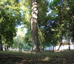 Pyrus communis caucasica
