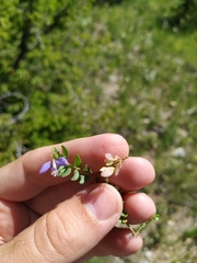Polygala supina supina