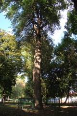 Pyrus communis caucasica