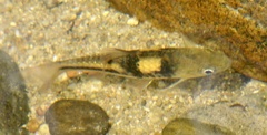Striuntius lateristriga
