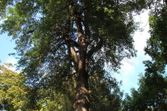Pyrus communis caucasica