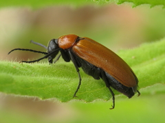 Zonitis immaculata