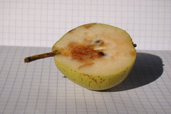 Pyrus communis caucasica