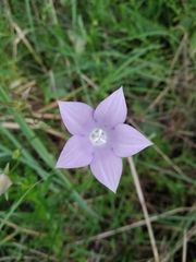 Wahlenbergia grandiflora