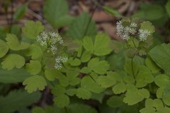 Thalictrum baicalense