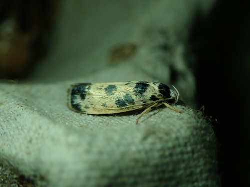 Elachistidae image