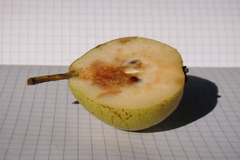 Pyrus communis caucasica