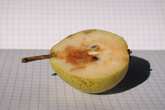 Pyrus communis caucasica