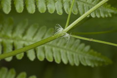 Thalictrum baicalense
