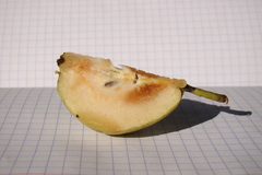 Pyrus communis caucasica