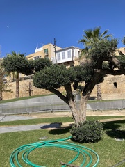 Cupressus sempervirens