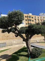 Cupressus sempervirens