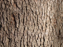 Pyrus communis caucasica