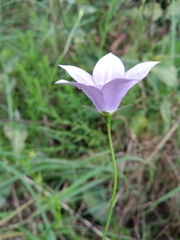 Wahlenbergia grandiflora