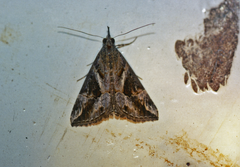 Hypena jussalis
