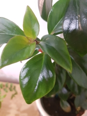 Nematanthus gregarius