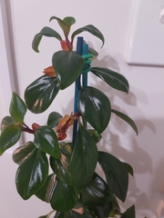 Nematanthus gregarius