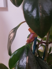 Nematanthus gregarius