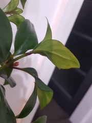 Nematanthus gregarius