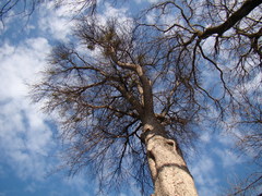 Pyrus communis caucasica