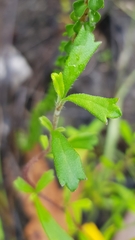 Xanthosia tridentata