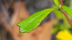 Xanthosia tridentata
