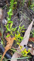 Xanthosia tridentata