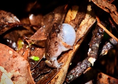 Cophixalus australis